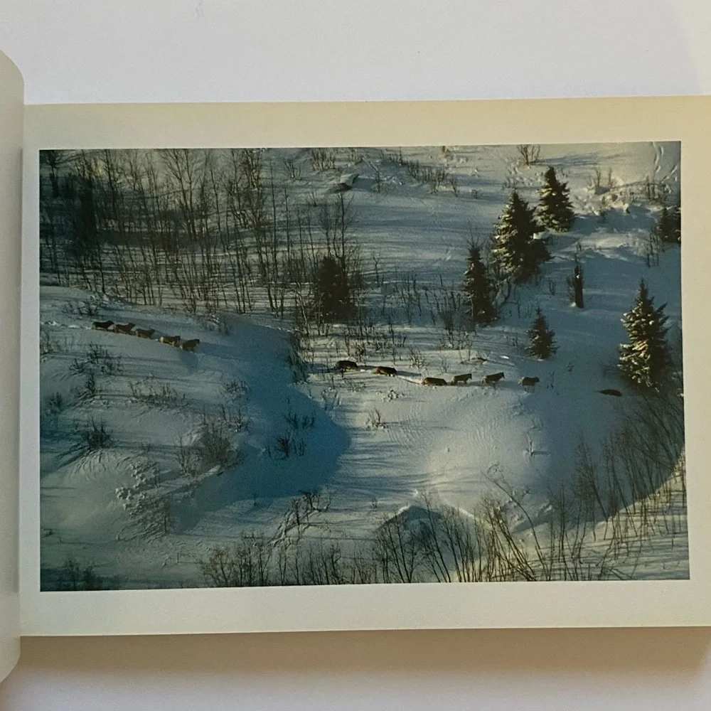 Wolves Postcard Collection Vintage 1990 International Wild Center Set Of  Pics